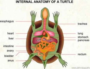 Tortoise Anatomy & Senses - Tortoise Library