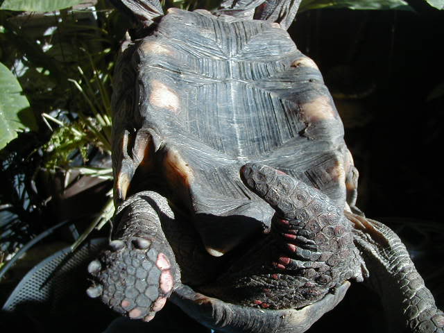 Sexing Tortoises Tortoise Library